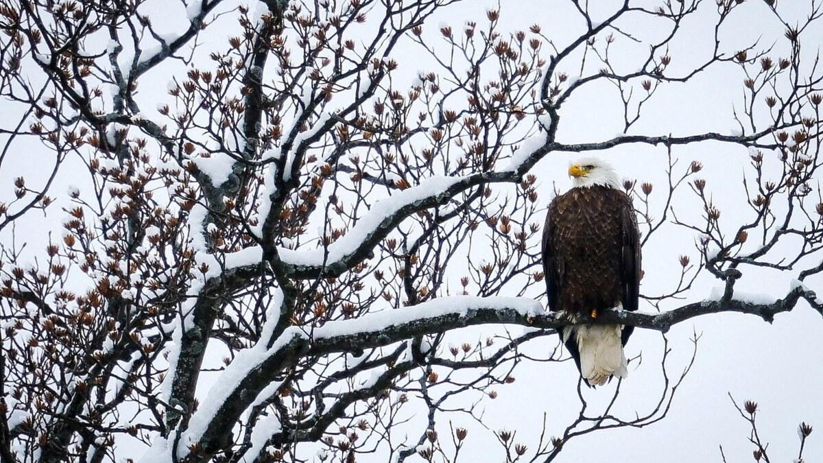 A bald eagle perched on a snow-covered tree, a species protected under the US Endangered Species Act